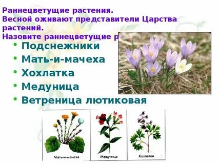 Кладовые у раннецветущих растений