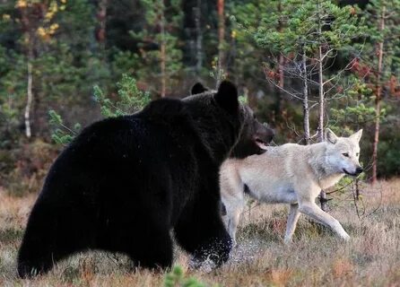 Bear wolf