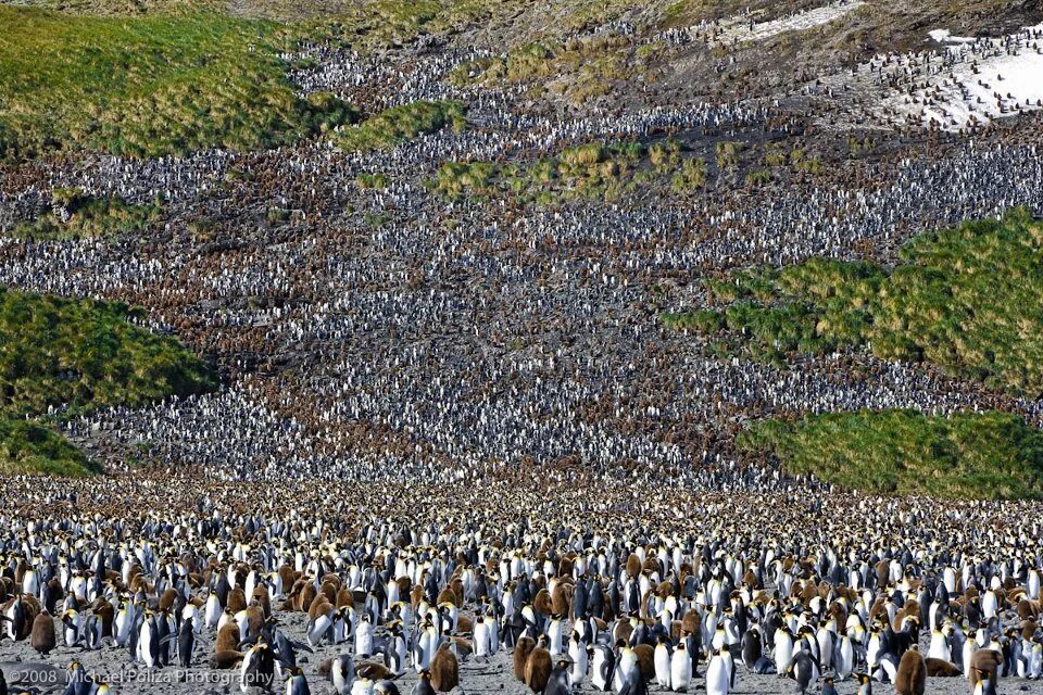 арктические пустыни птичьи базары. остров врангеля птичьи базары кайра. арктические пустыни птичьи базары. остров врангеля птичьи базары. птичьи базары в арктической пустыне.