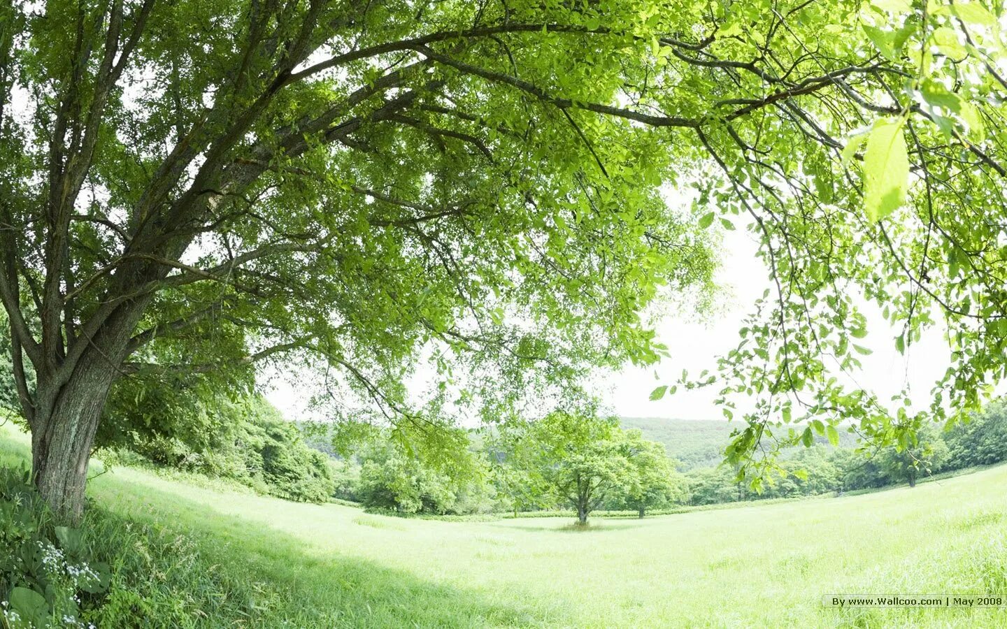 Tree window