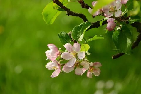 Apple blossom
