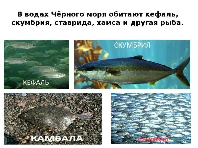 Рыбы обитающие в черном море. Рыбы Краснодарского края черного моря. Рыба которая водится в черном море. Скумбрия водится в черном море.