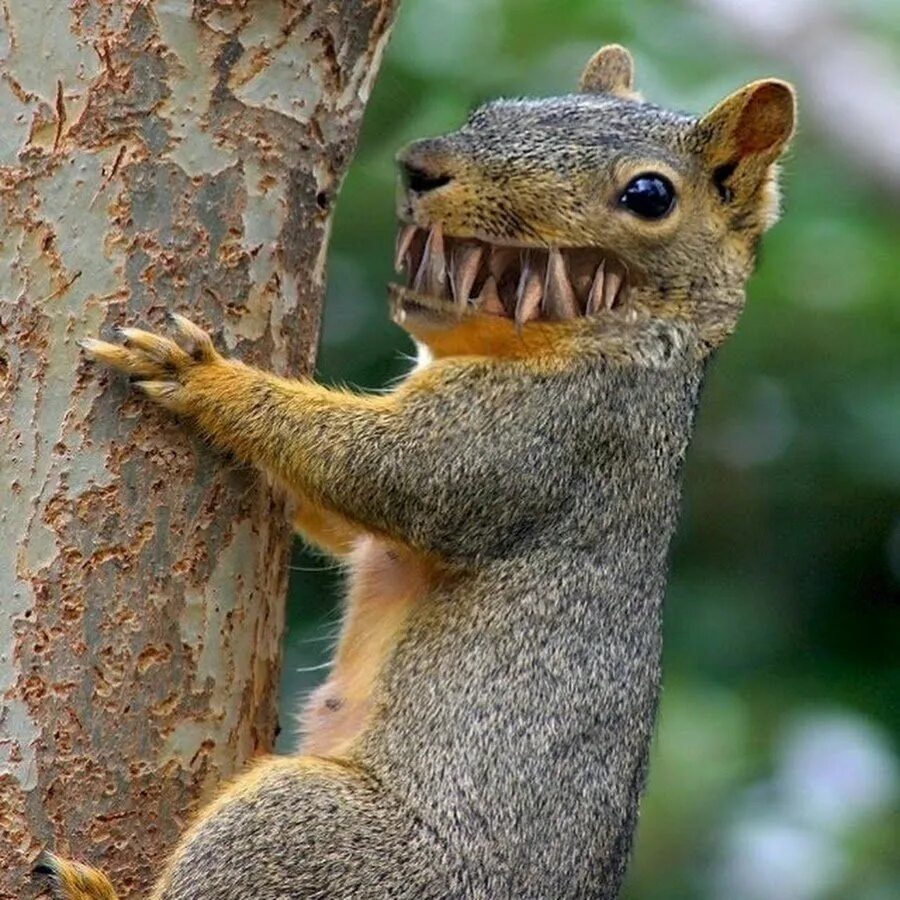 Домашнее животное для аллергиков. Смешные картинки животных. Кангаро кенгуру. Кенгуру размножение спаривание. Включи про каких животных.