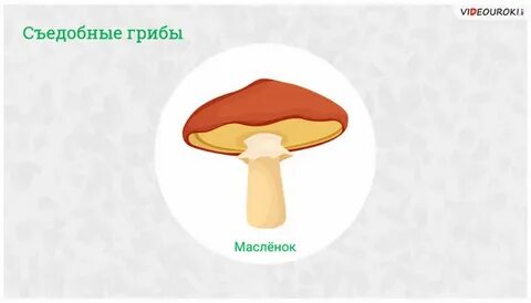 Как нарисовать гриб масленок