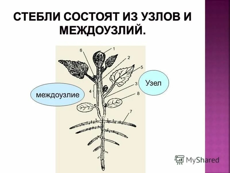 Верхушечный и вставочный рост побегов. Строение корня кукурузы. У кукурузы ген укороченные междоузлия. Стебель соломина у злаков. У кукурузы ген скрученности листьев.