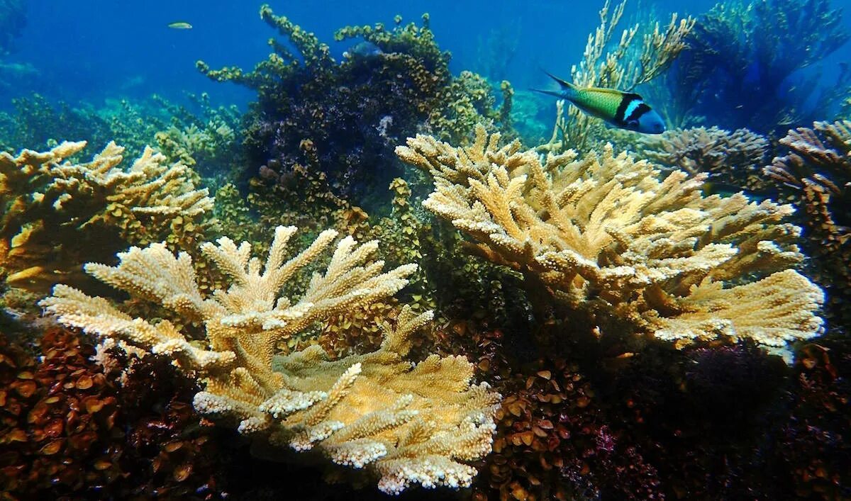 Экосистема кораллового рифа. Риф Колумбия. Коралловые рифы Барбадос. Коралловые рифы сверху Барьерный риф. Речной коралл.