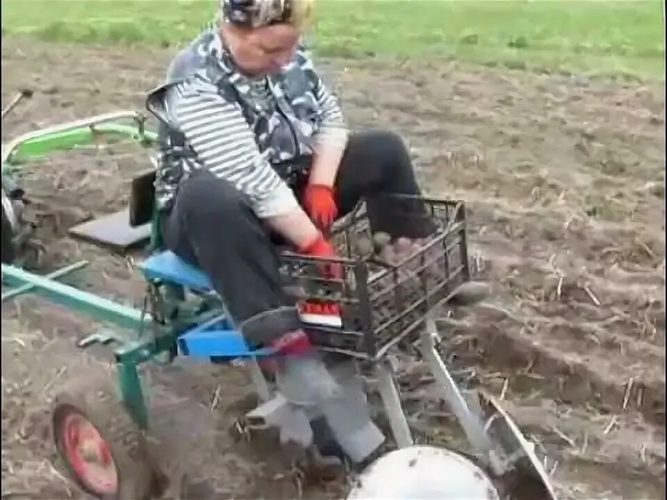 Как сажать картошку после трактора. Садим картошку мотоблоком. посадка картофеля мотоблоком. мотоблок посадка картофеля.