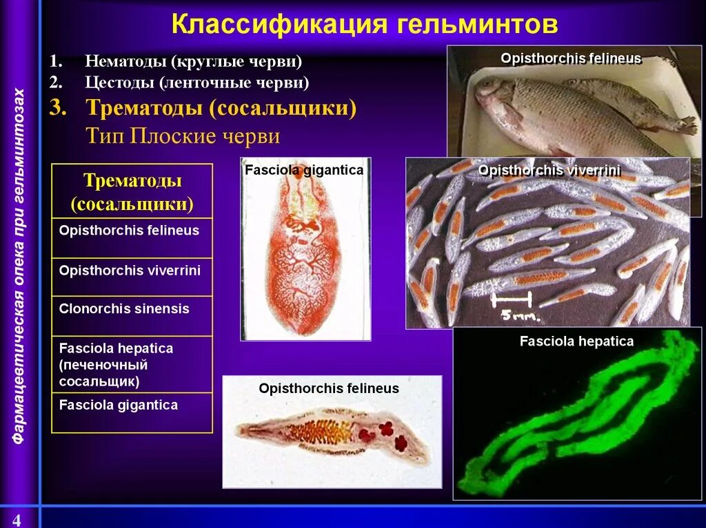 Заболевание вызванное сосальщиком