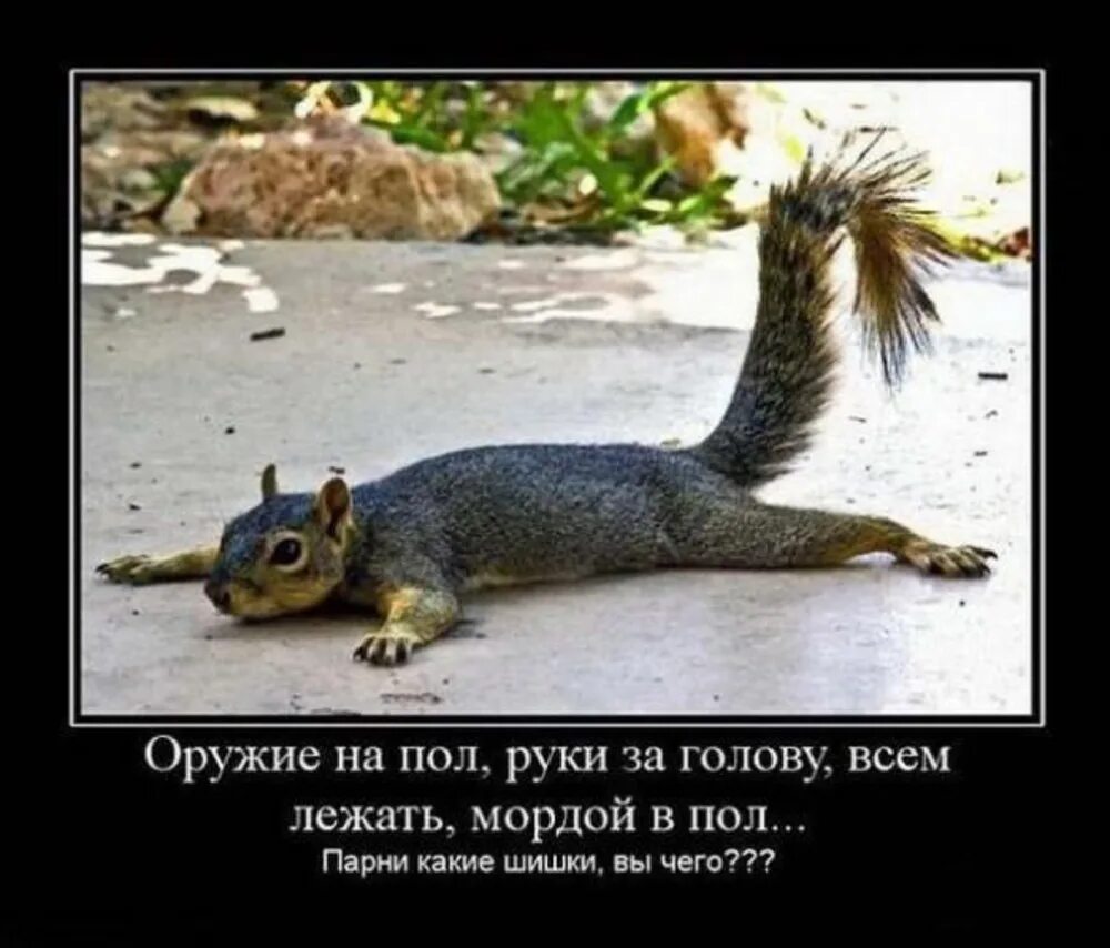 Морды в пол брат