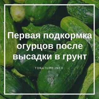Чем полить огурцы чтобы не желтели