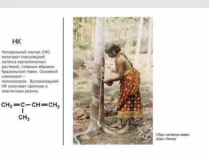 Сырье для получения натурального каучука