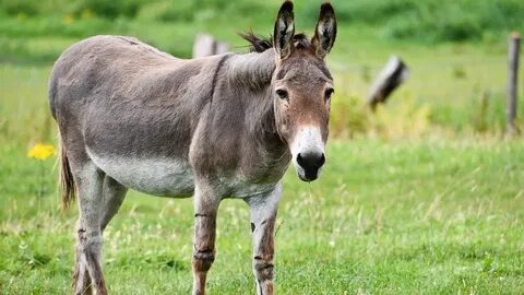 Жыныстық қатынастағы жетілген ресейлік жұптардың фотосуреттері