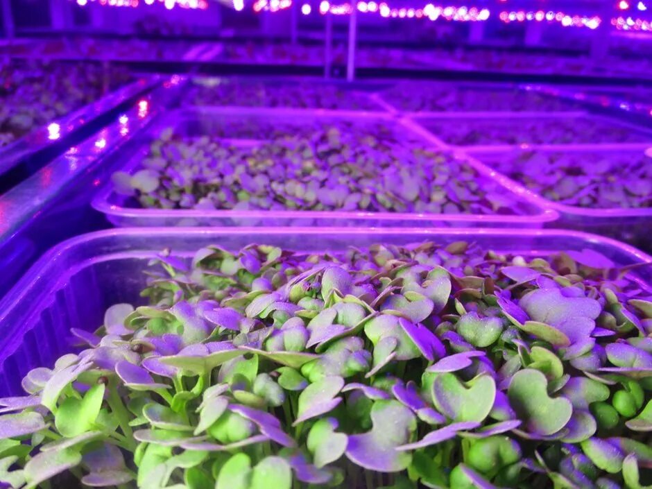 Руккола микрозелень. Сбыт микрозелени. Миниферма микрозелень. Люпин микрозелень. Сеем семена микрозелень.