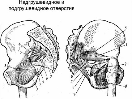 Через анатомия