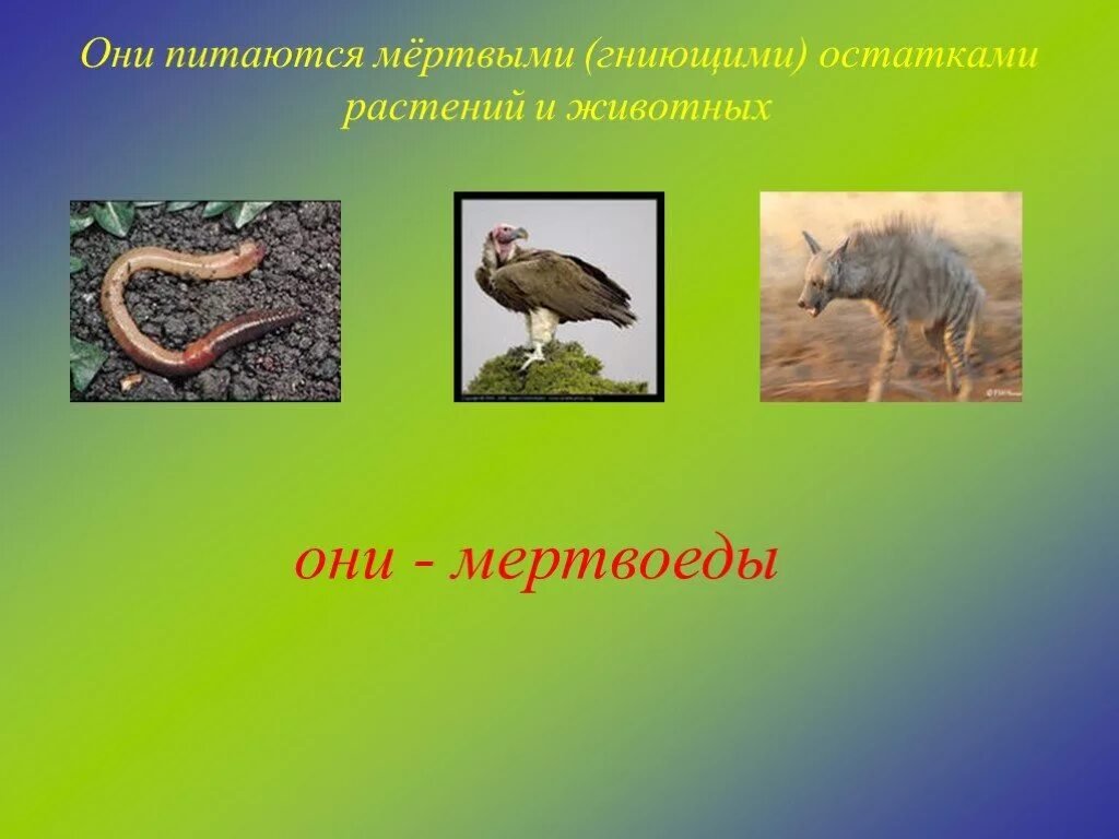 Остатки животных и растений как называется. Остатки животных и растений как называется