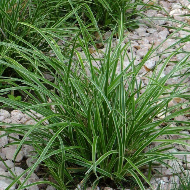 Осока морроу (carex morrowii 'variegata) р9. Осока моррова "вариегата". Осока моррова. Осока морроу вариегата. Осока птиценожковая вариегата.