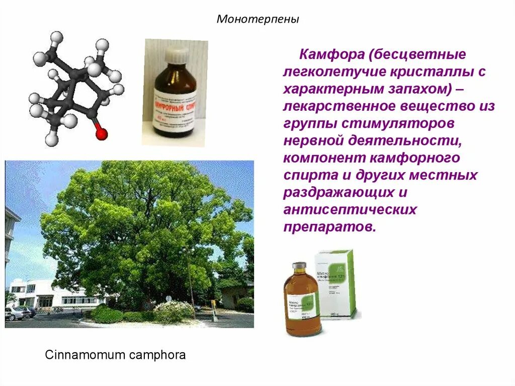 Камфора. Камфора применяется. Камфора относится к группе. Камфора лекарственные формы.