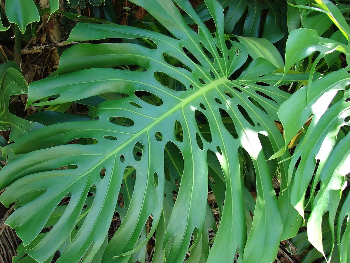 Монстера Делициоза. Монстера Делициоза (Monstera deliciosa). Монстера деликатесная (Monstera deliciosa).