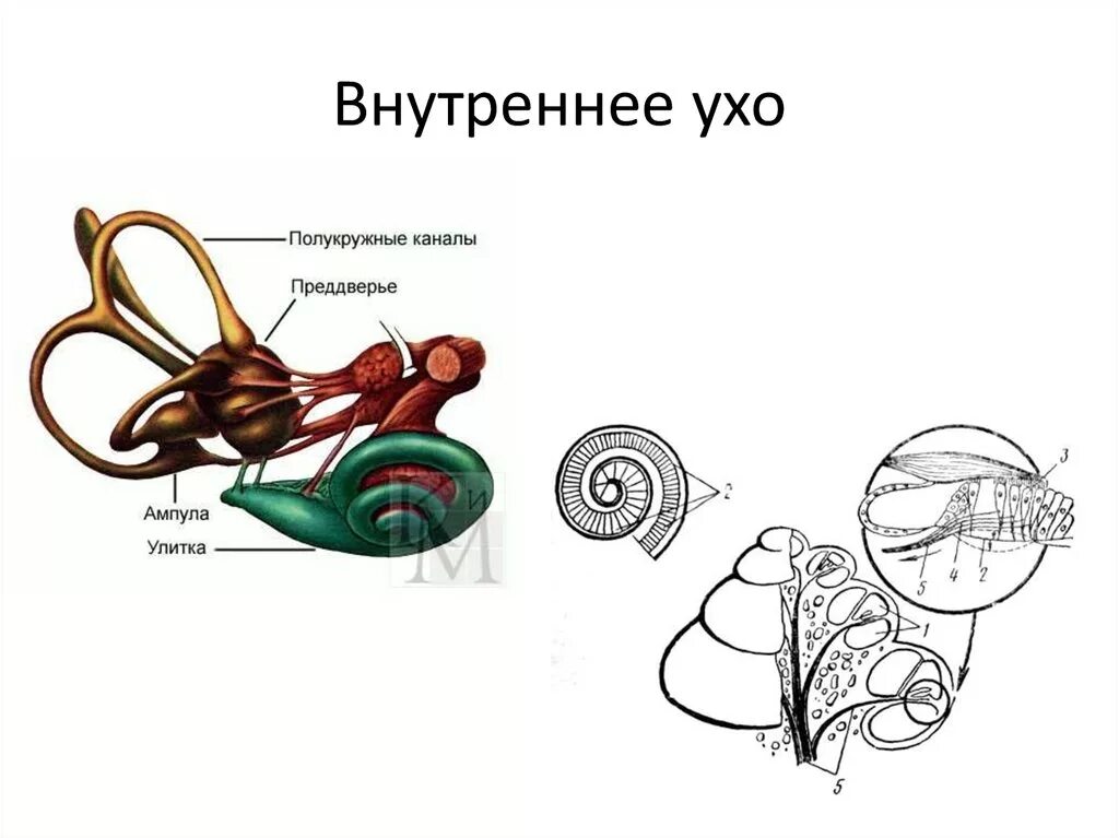 Схема строения улитки внутреннего уха. Части Лабиринта внутреннего уха. Улитка человека внутреннее ухо. Строение уха человека полукружные каналы. Как устроено внутреннее ухо