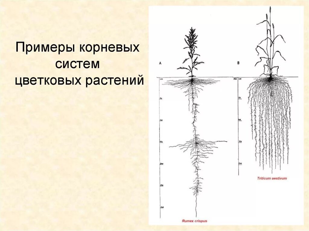 Сложная корневая система. Корневая система. Строение корневой системы. Схема корневой системы. Примеры корневых систем.