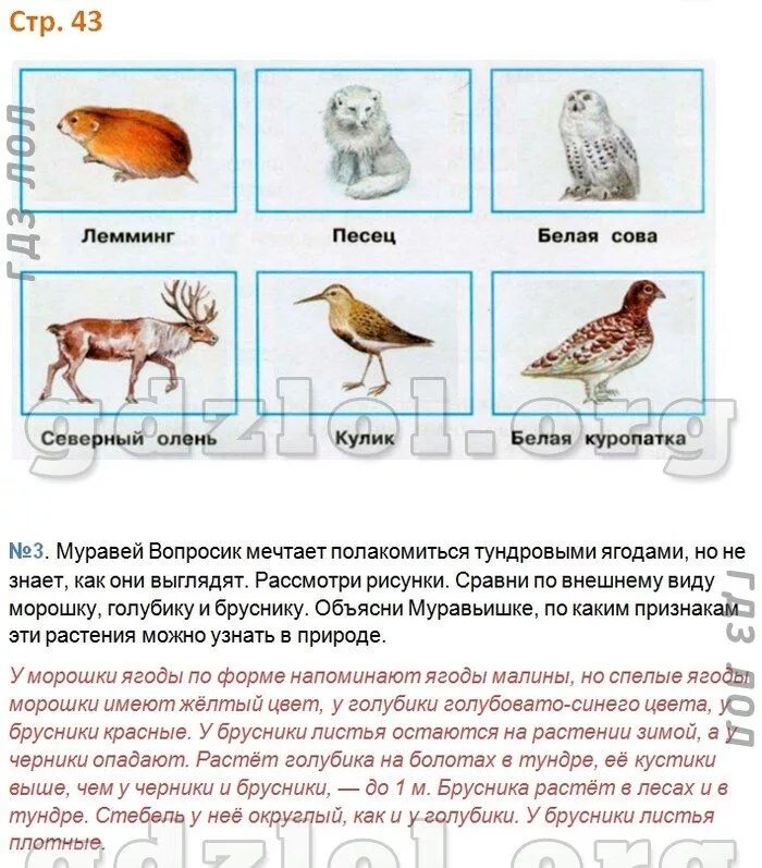 Окр мир 4 класс рабочая 2023. Гдз окружающий мир 4 класс рабочая тетрадь стр 36 тундра. Гдз окружающий мир рабочая тетрадь 4 класс 1 часть тема тундра. Окружающий мир 4 класс рабочая тетрадь 1 часть Плешаков тема тундра. Тундра окружающий мир 4 класс рабочая тетрадь ответы.