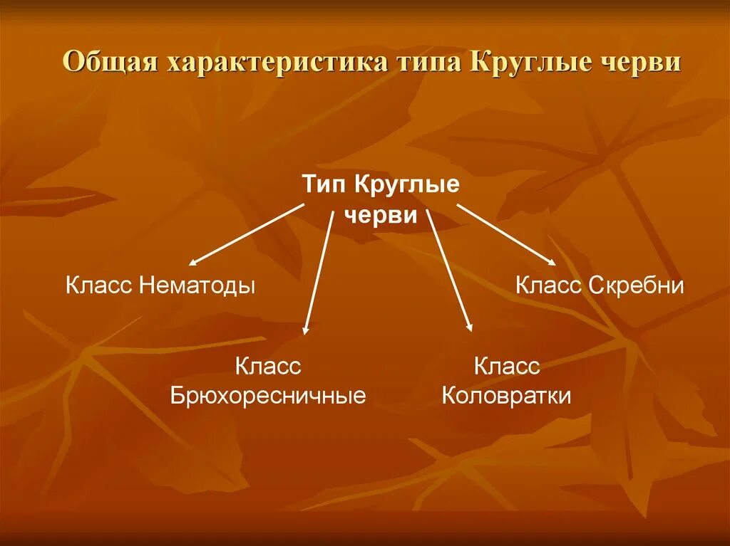 Классификация типа круглые черви 7 класс биология. Характеристика класса круглые черви. Тип круглые черви общая характеристика. Общая характеристика круглых червей.