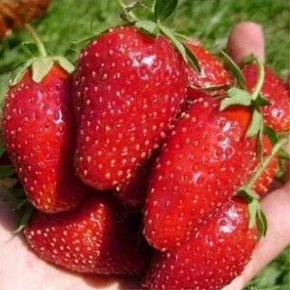 Клубника дивная отзывы описание