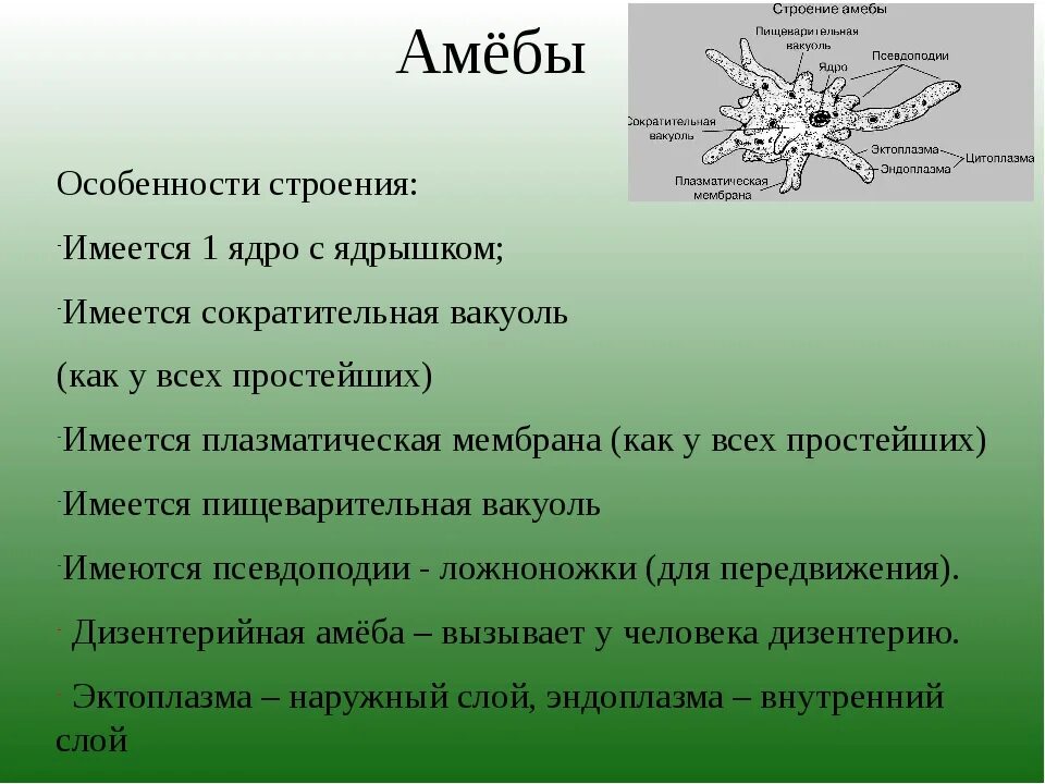 Для амебы обыкновенной характерно. Амёба обыкновенная характеристика. характеристика амебы. особенности строения амебы. особенности строения амебы обыкновенной.