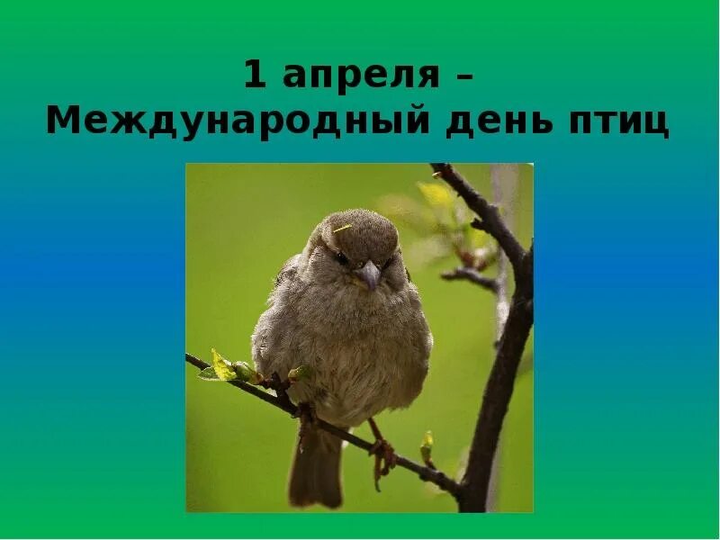 1 апреля международный день птиц картинки. Международный день птиц. 1 Апреля Международный день птиц. Презентация на тему день птиц. Птиц весенний перезвон.