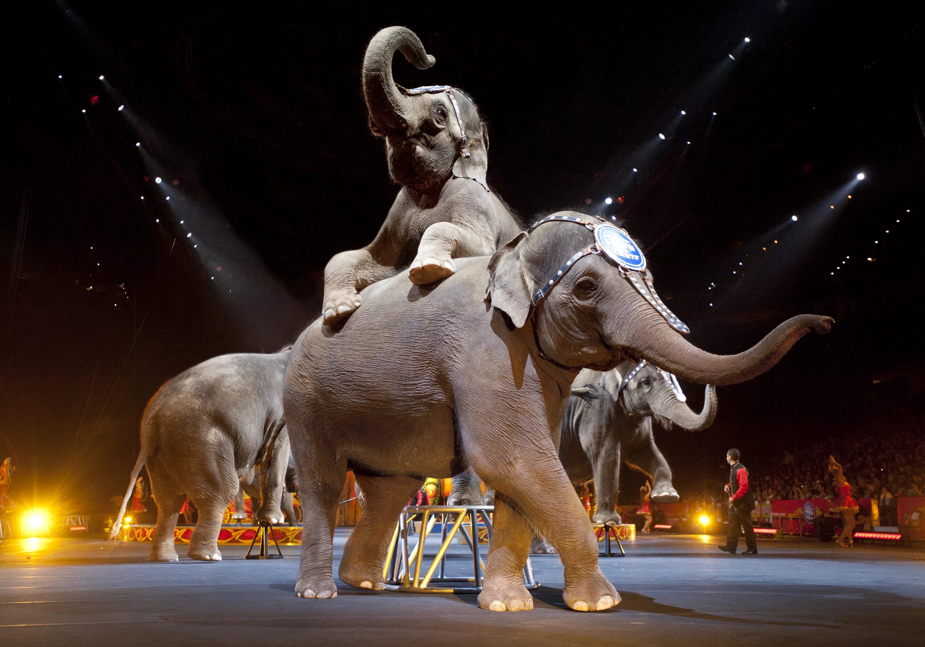 Цирк братьев ринглинг. Цирк с животными. Звери в цирке. Животное в цирке. Животные в цирке.