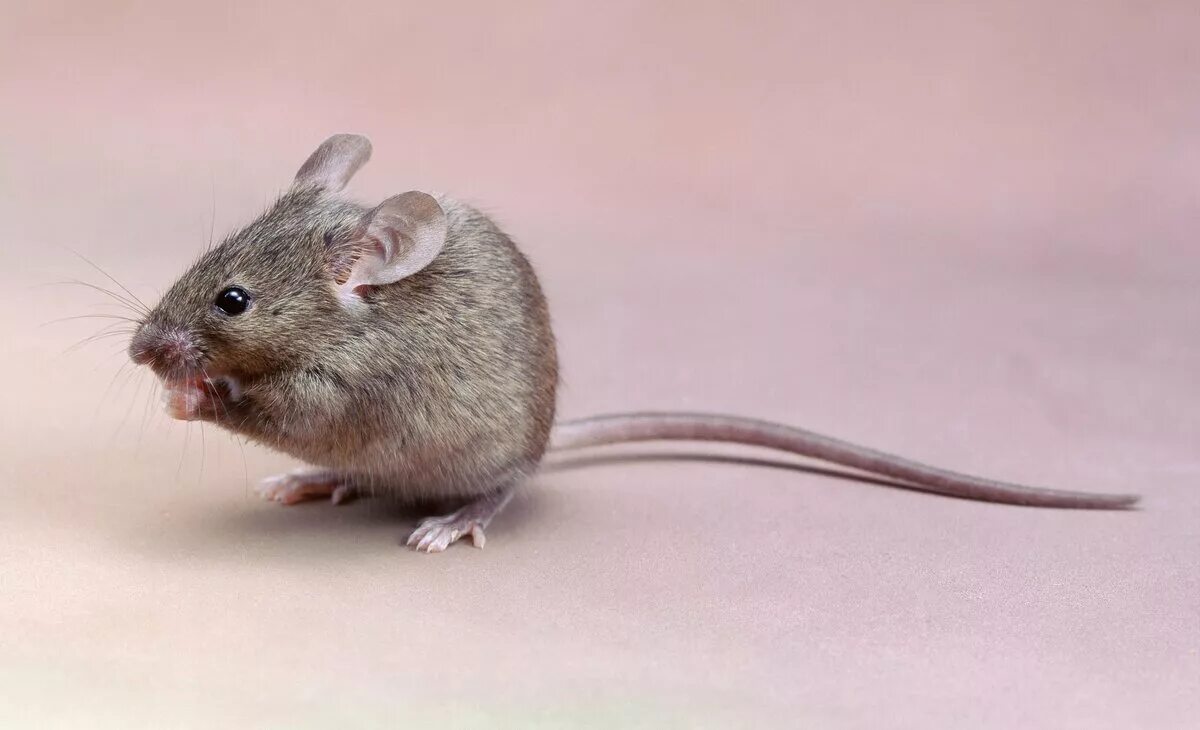 Мыши домашние животные. Мышь полевка серая. Мышь домовая серая. Серая мышовка. Мышка Живая.