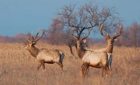 Жетілген әйелдер порно онлайн тыңшылық