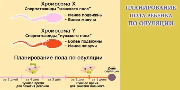 От коготзависит полтребенка. От чего зависит пол ребенка. Пол ребенка зависит от мужчины. От кого зависит пол будущего ребенка. Сколько хромосом в яичниках