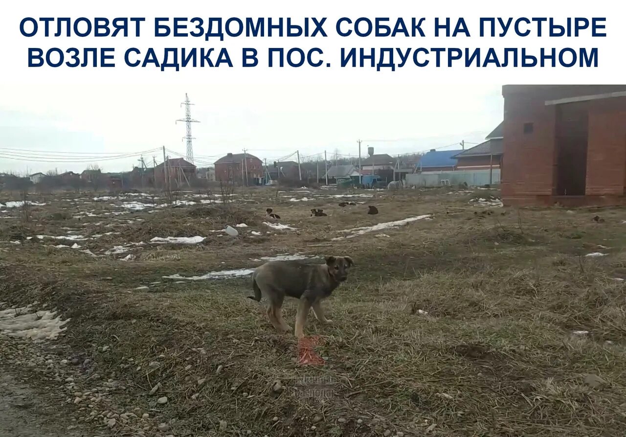 Собаки на пустыре. Бездомные собаки на пустыре. бродячие собаки возле мэрии якутска. служба отлова собак в краснодаре.