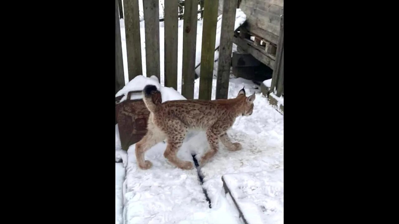 Нападение рыси на человека. Рысь в Агалатово. Рысь Всеволожский район. Рысь в Питере. Попалась Рысь Нязепетровск.