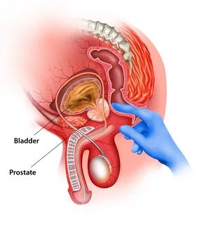 Yigit qizning mushukiga tegadi