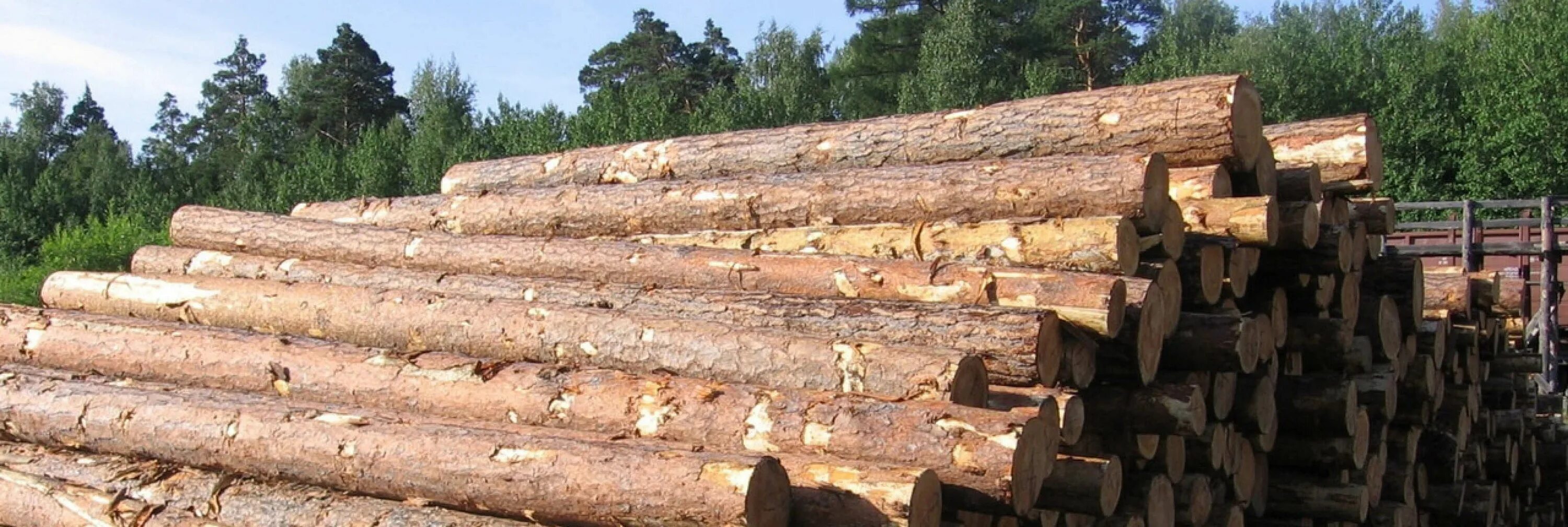 Бревно длиной 8 м 50 см. Заготовка деловой древесины. Заготовка древесины физическими лицами. Деловой лес. Деловая древесина это.