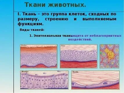 Какой ткани нет у животных