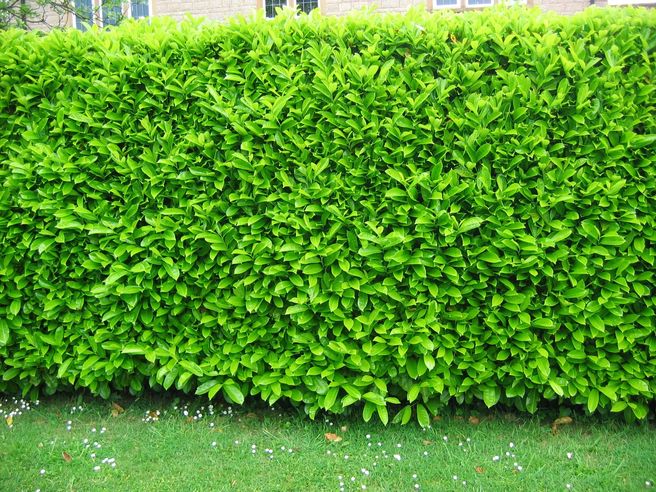 куст куст рододендрон. древесно-кустарниковая аллея. скумпия живая изгородь. зеленая изгородь в британии. рододендрон живая изгородь.