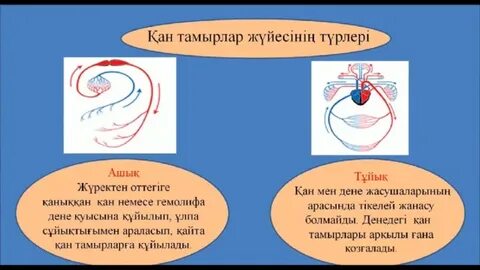 Үлкен мүшеге секіреді және кончаларын алады