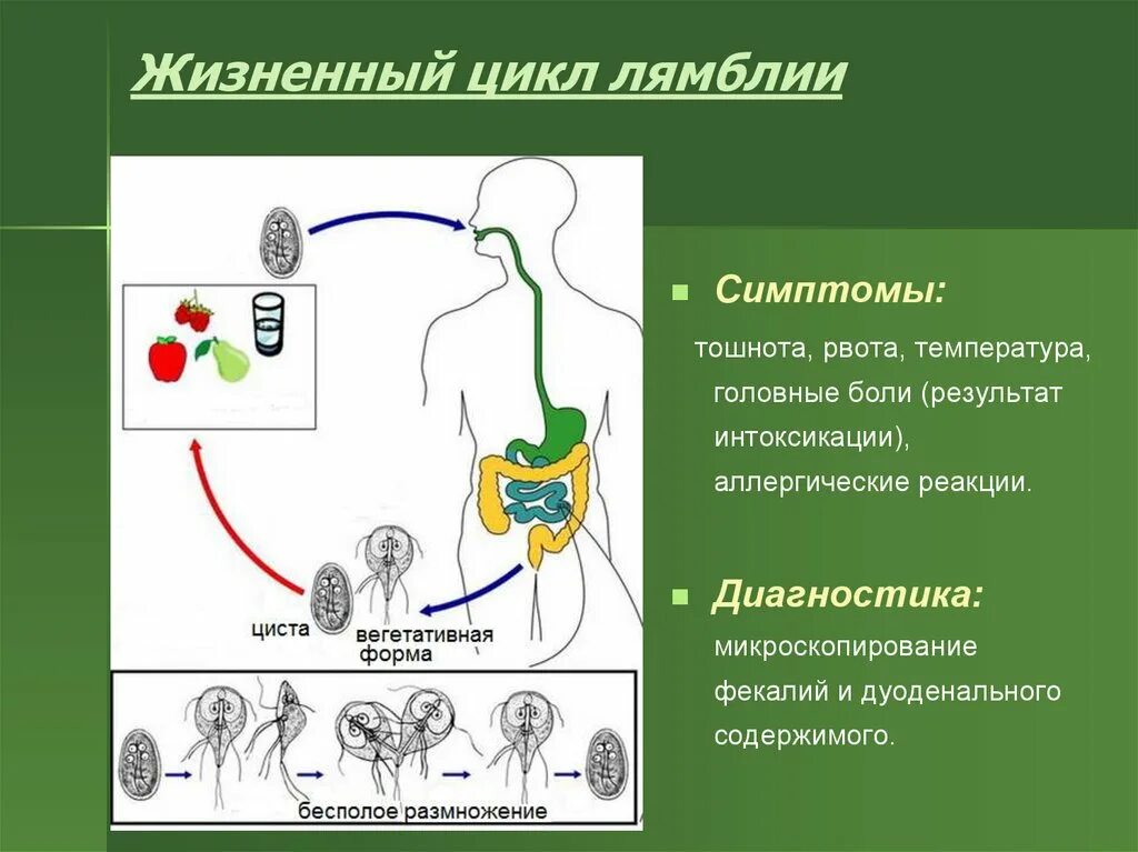 Стадии жизненного цикла лямблии. Лямблия кишечная цикл развития. Трихомонада кишечная промежуточный хозяин. Лямблии промежуточный хозяин и основной хозяин.