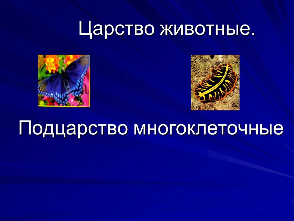 Многоклеточное позвоночное животное. Разнообразие многоклеточных животных. Царство животных многоклеточные. В царстве животных. Подцарство многоклеточные животные.