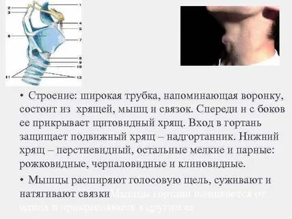 Гортань у мужчин