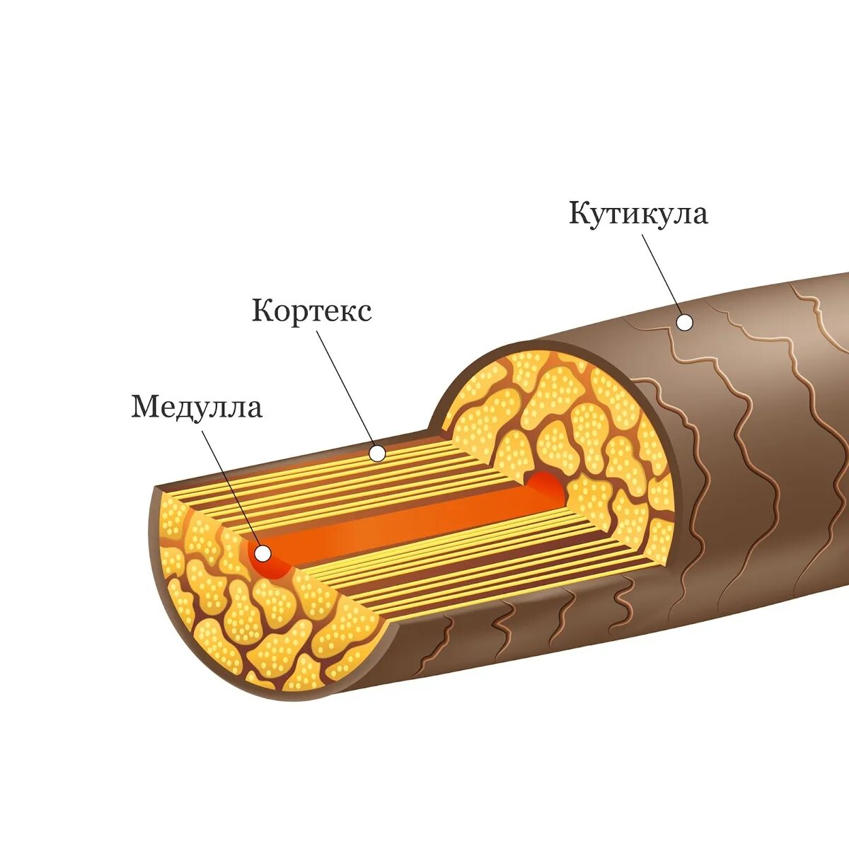 Строение волоса Медула Кортекс. Структура волоса Медула Кортекс кутикула. Волос Медула Кортекс кутикула. Строение волоса кутикула Кортекс Медула. Рост волоса происходит за счет