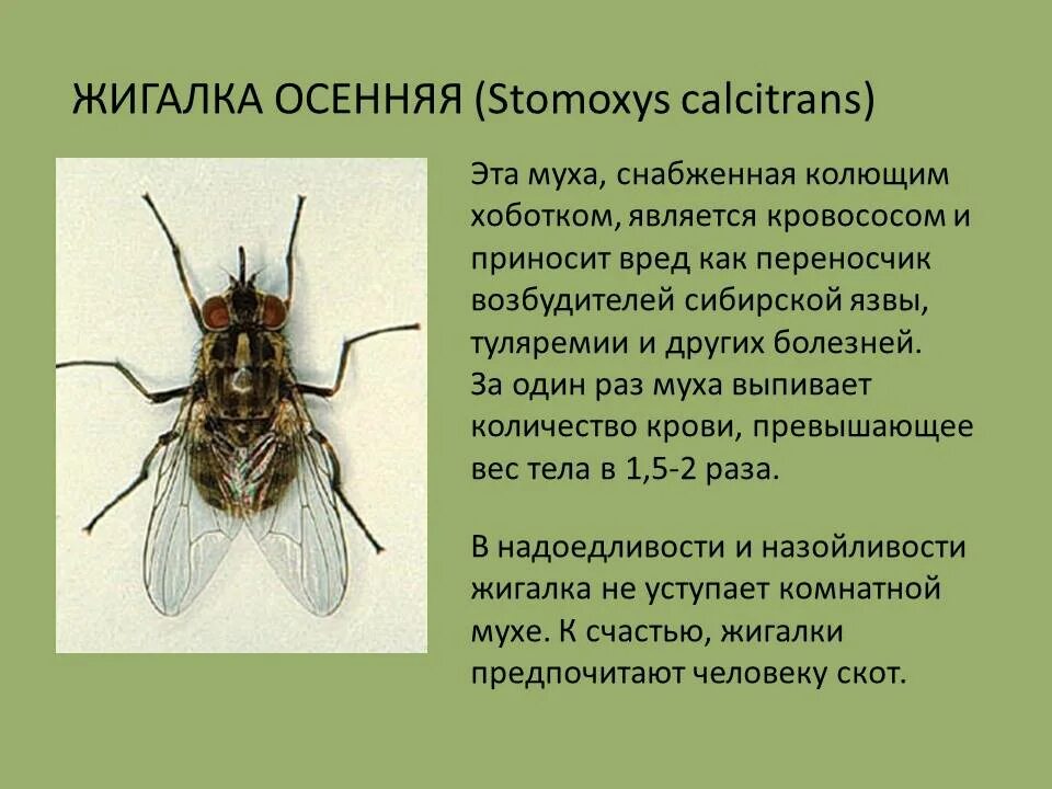 Борьба с переносчиками заболеваний. Муха осенняя жигалка жизненный цикл. Комнатная Муха переносчик заболеваний. Осенняя жигалка (Stomoxys Calcitrans). Осенняя жигалка возбудитель заболевания.