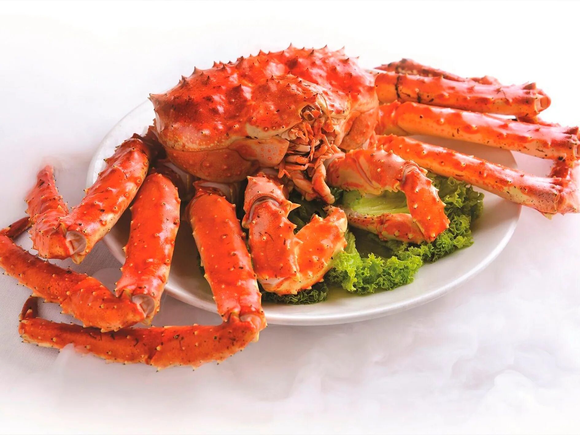 Аляскинский камчатский краб. Камчатский краб готовый. Камчатский краб (paralithodes camtschatica). Камчатский краб волосатик. Тихоокеанский краб.