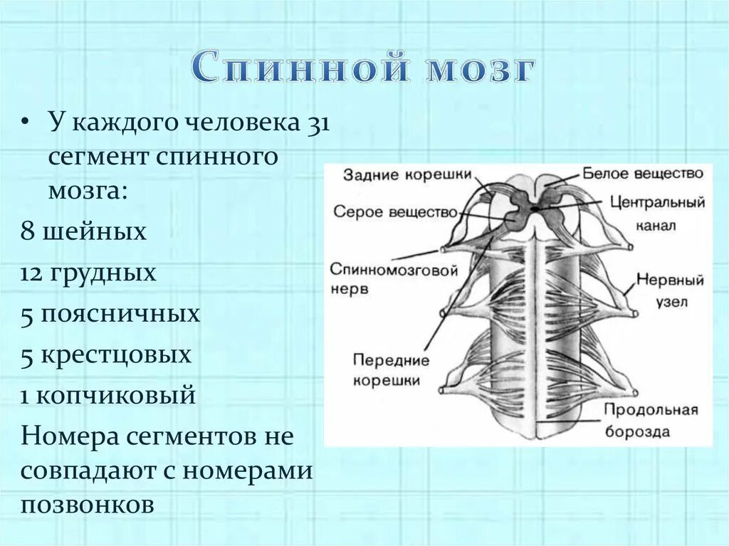 Виды нервной системы 8 класс. Строение спинного мозга анатомия ЕГЭ. Схема внутреннего строения спинного мозга. Строение сегмента спинного мозга. Наружное строение спинного мозга.