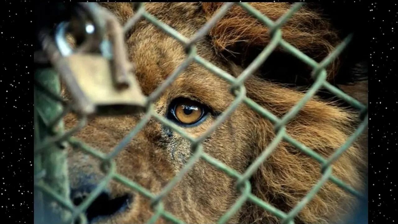 Животные за стеклом в зоопарке. Зоо-апокалипсис (2015). Пдсидел Энимал. Animal rights.