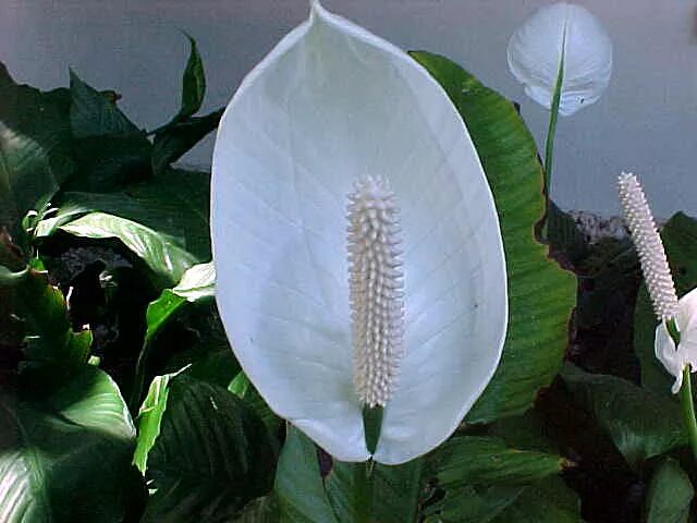 Спатифиллум ван. Spathiphyllum montanum. Спатифиллум Даймонд цветение. Спатифиллум Королевский молодые растения. Спатифиллум или женское счастье.