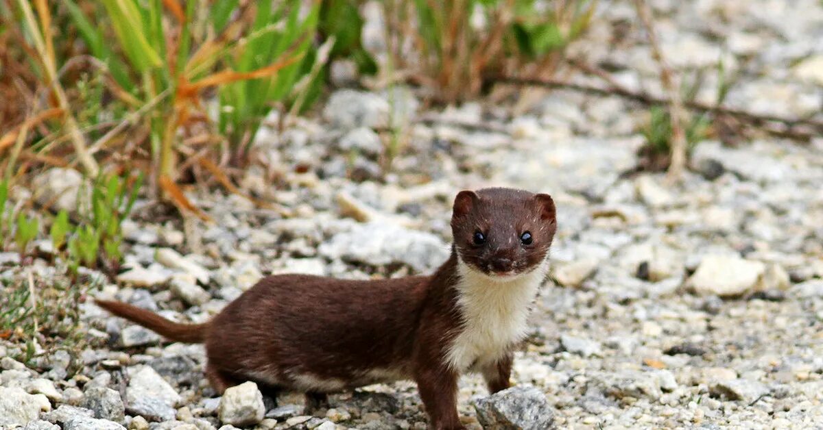 Звери малой земли. Ласка (Mustela nivalis). Ласка (Mustela nivalis) 2023. Фретка Куньи. Белополосая ласка.